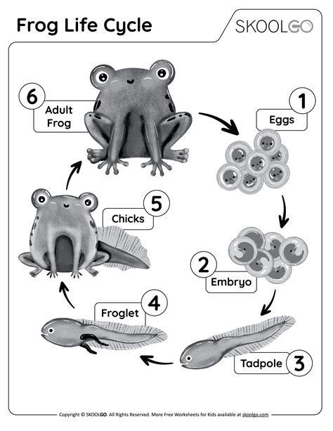 frog life cycle worksheet 2nd grade